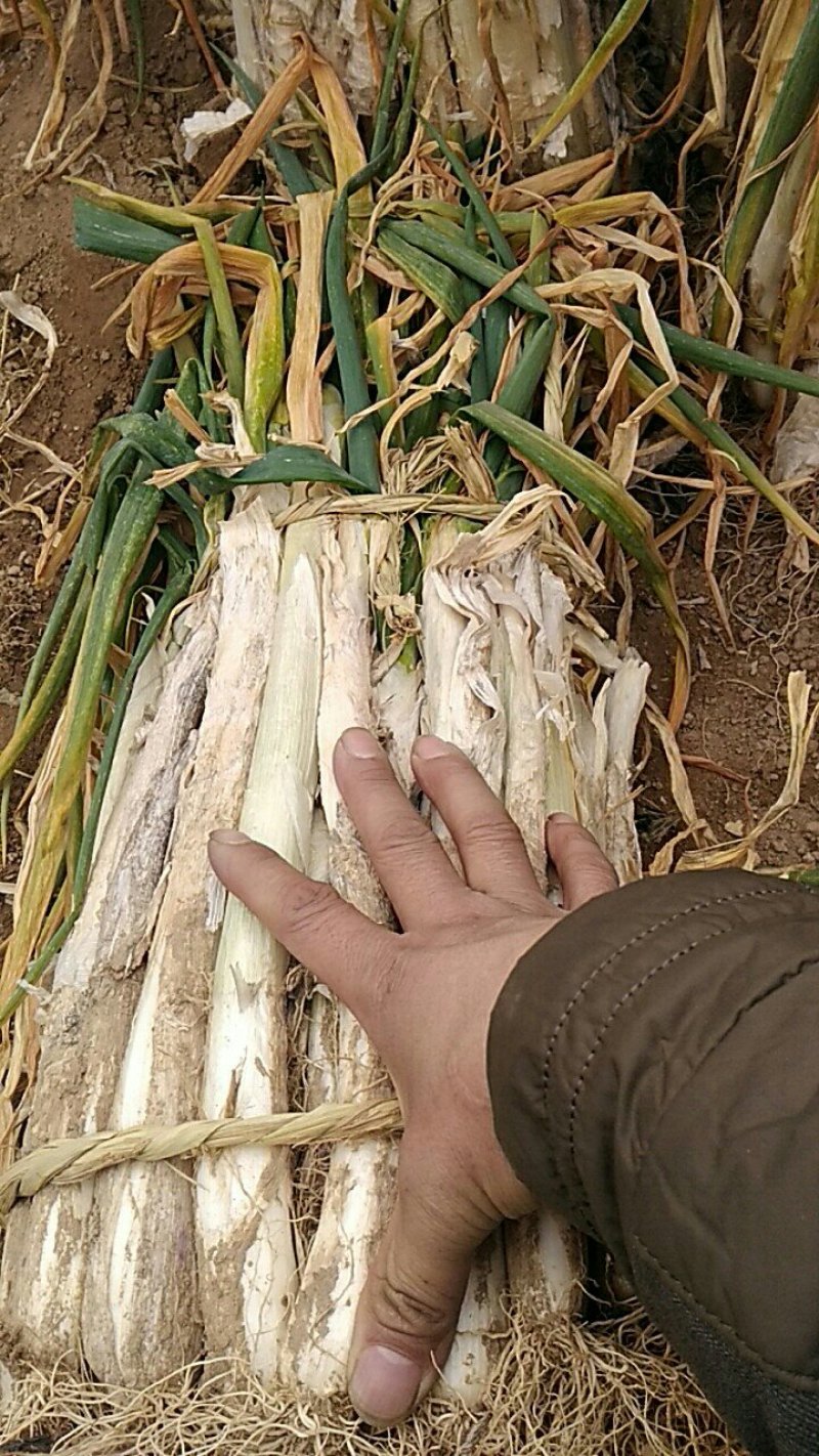 长白大葱30~40cm毛葱2cm左右