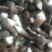 鸡枞菌