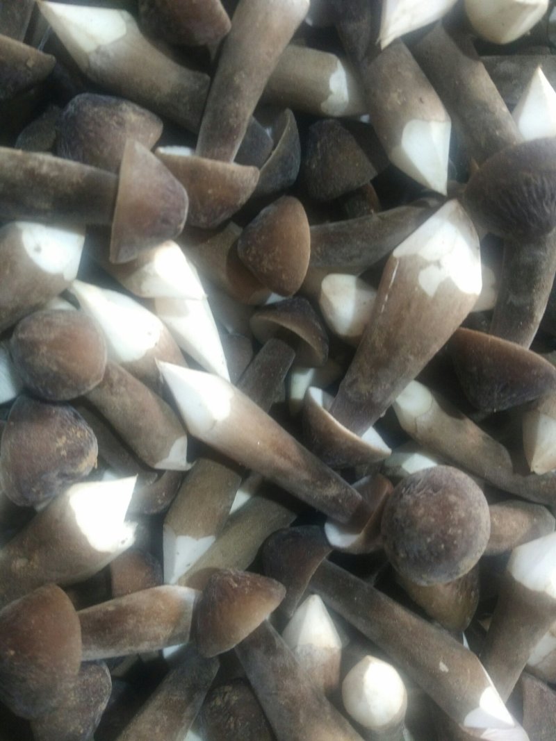 鸡枞菌