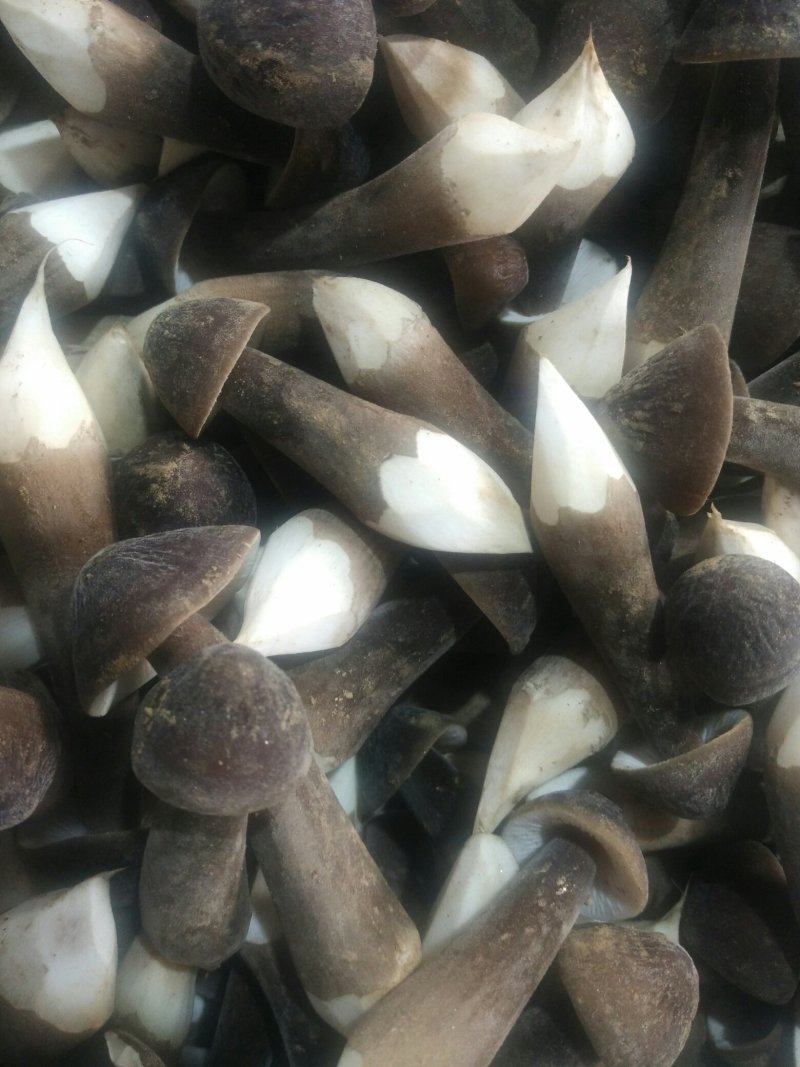 鸡枞菌