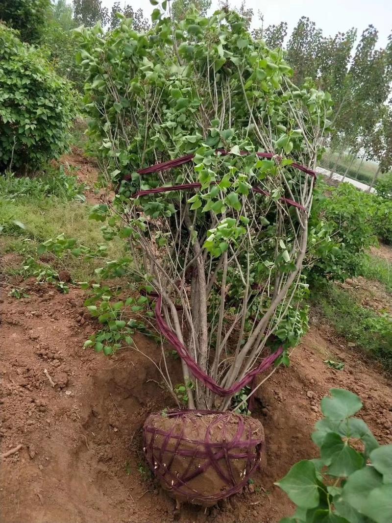 丛生丁香紫花丁香丁香苗苗圃大量供应大小规格均有量大
