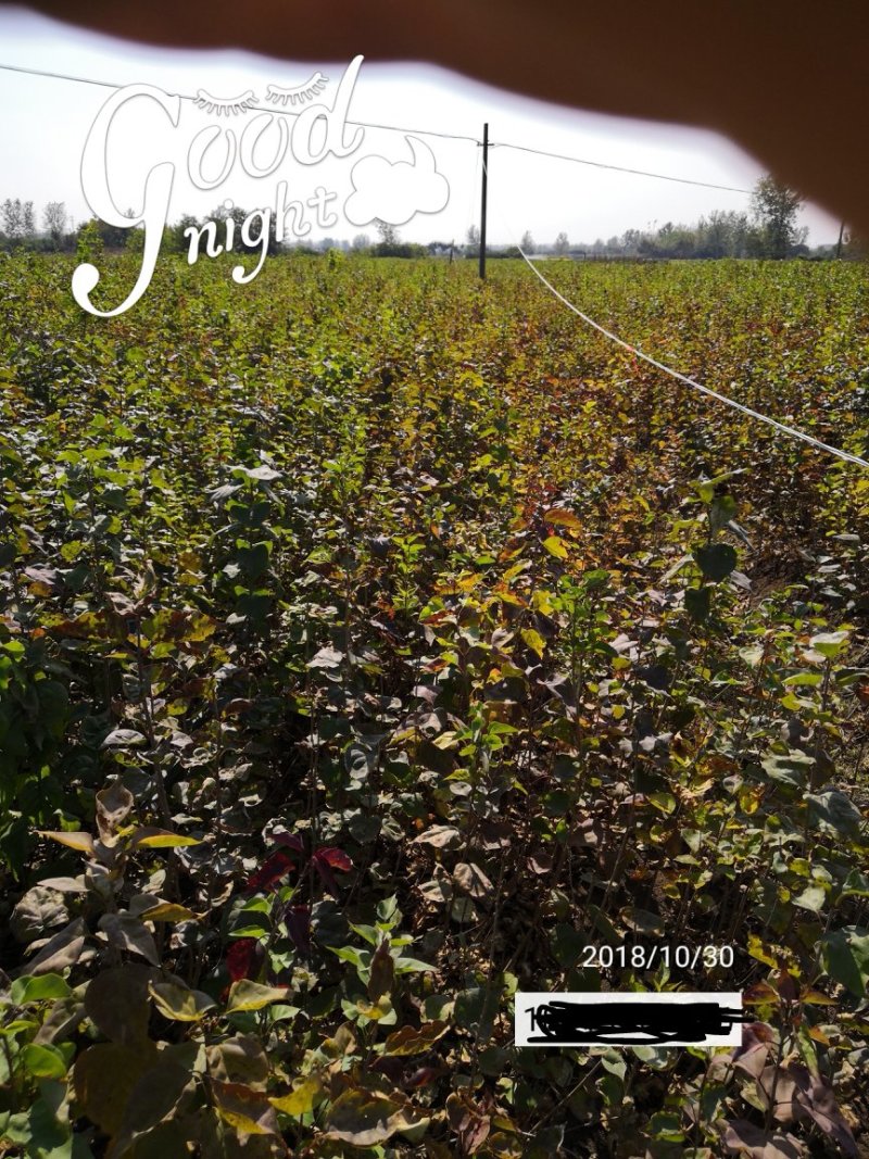 丛生丁香紫花丁香丁香苗苗圃大量供应大小规格均有量大