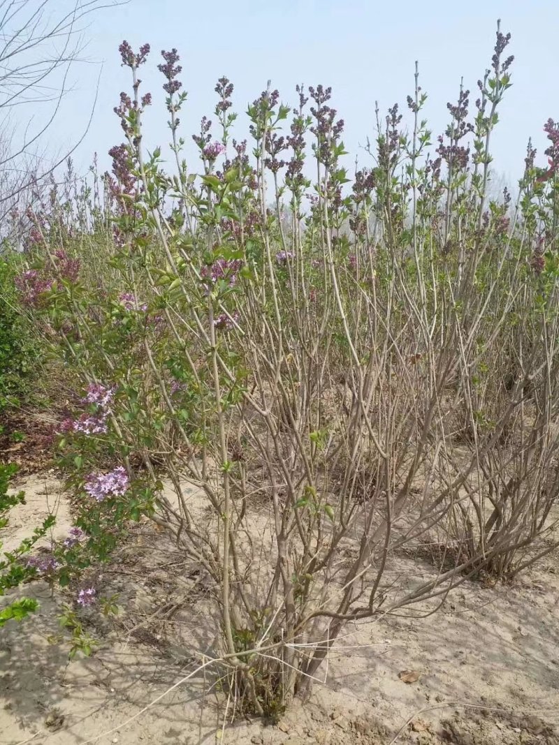 丛生丁香紫花丁香丁香苗苗圃大量供应大小规格均有量大