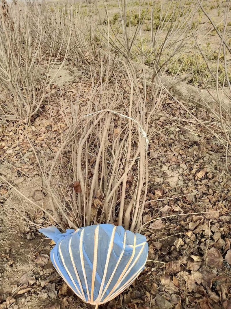 丛生丁香紫花丁香丁香苗苗圃大量供应大小规格均有量大