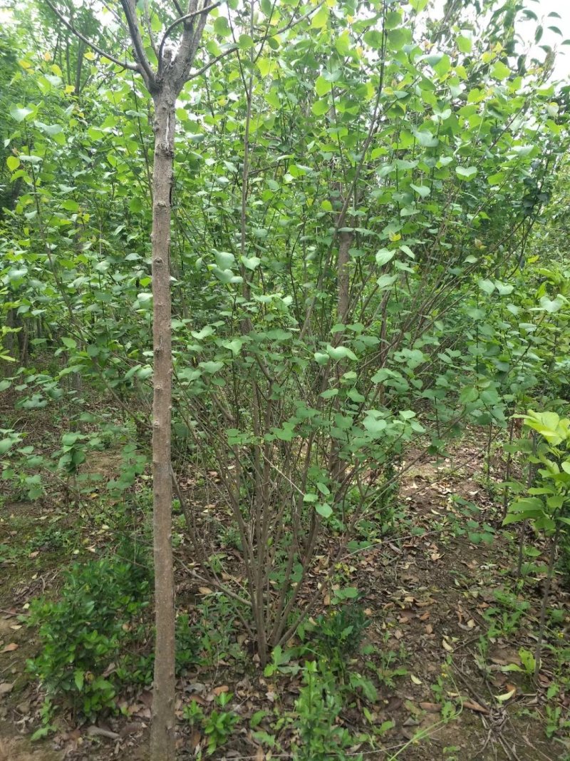 丛生丁香紫花丁香丁香苗苗圃大量供应大小规格均有量大