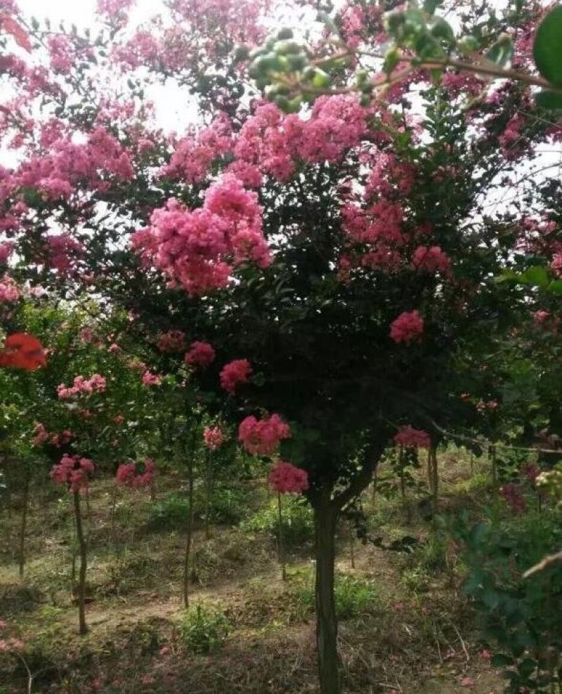 [热销】5～15公分的紫薇规格齐全量大从优欢迎进店