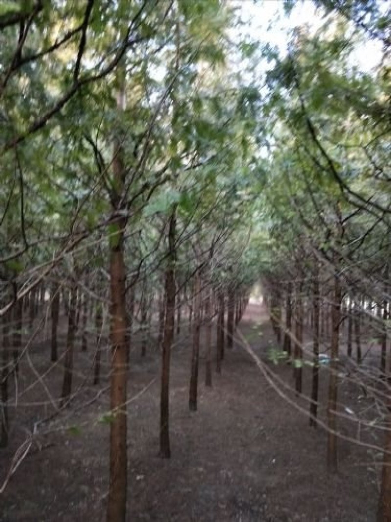 [热销】5～15公分的紫薇规格齐全量大从优欢迎进店