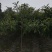 [热销】5～15公分的紫薇规格齐全量大从优欢迎进店