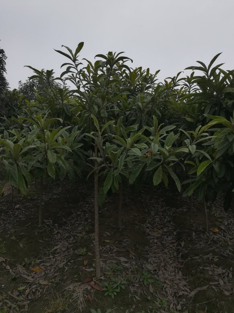 [热销】5～15公分的紫薇规格齐全量大从优欢迎进店
