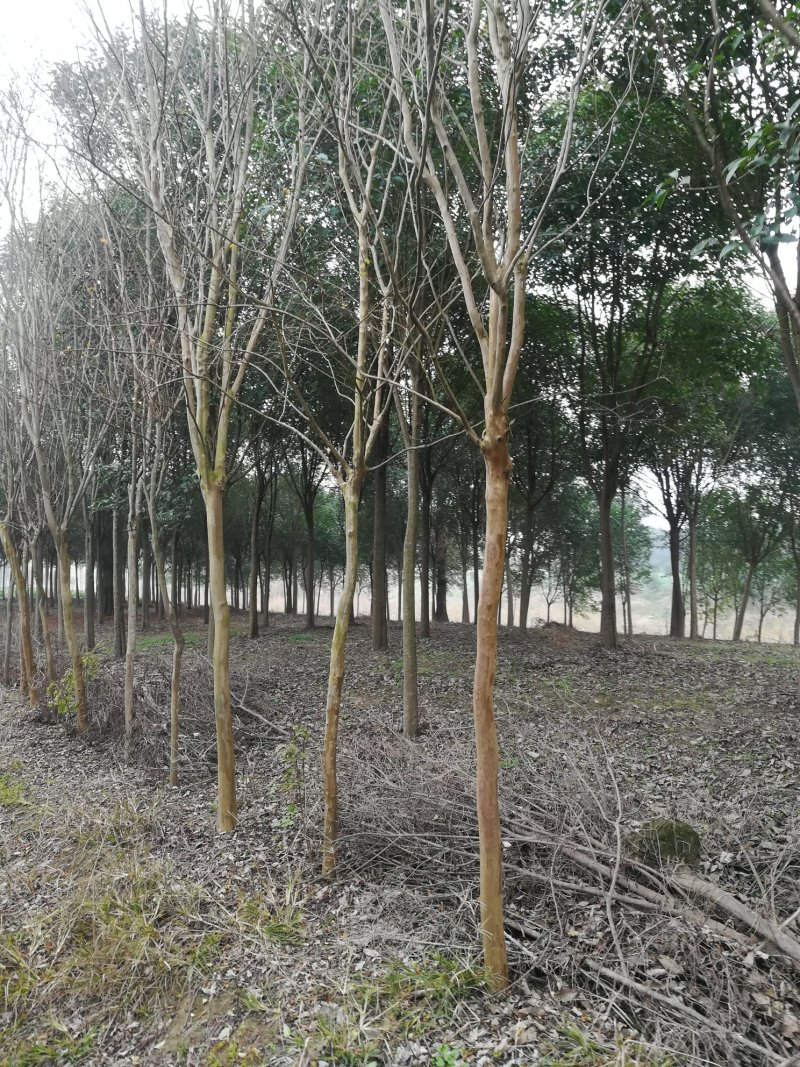 [热销】5～15公分的紫薇规格齐全量大从优欢迎进店