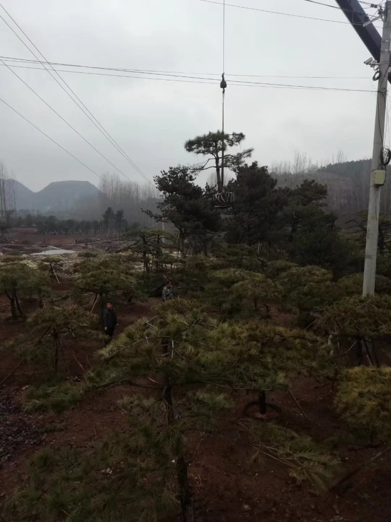 专供造型松