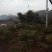 专供造型松