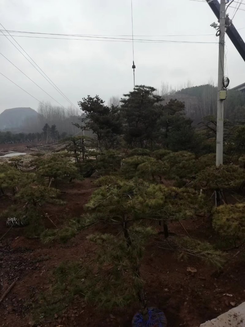 专供造型松