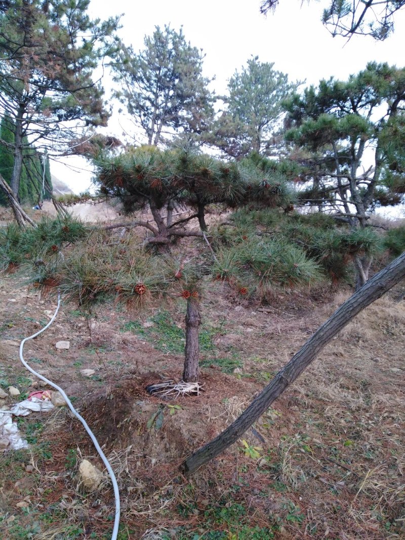 专供造型松