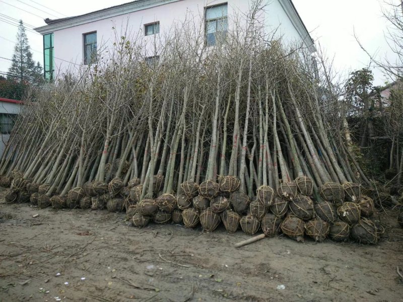 [热销】5～15公分的紫薇规格齐全量大从优欢迎进店