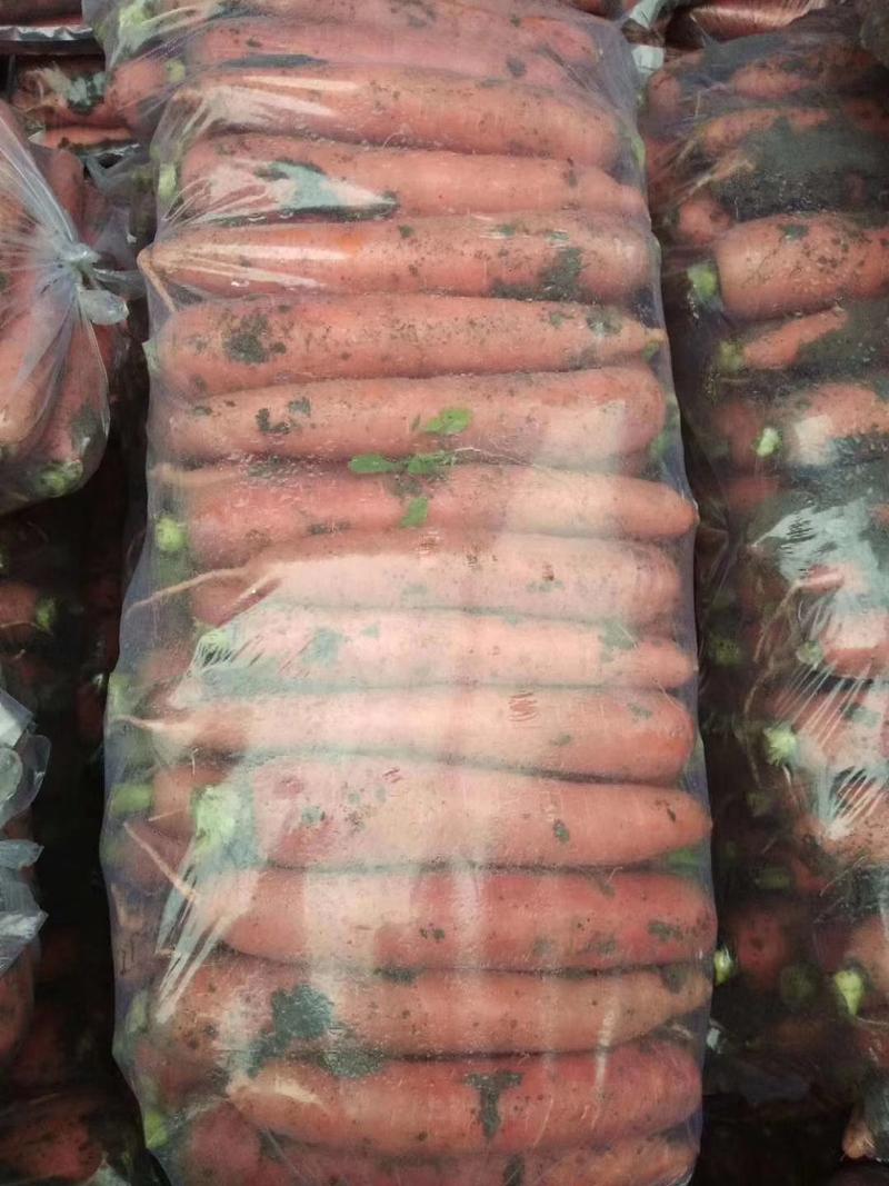 三红胡萝卜大量供应北京包小车不限量