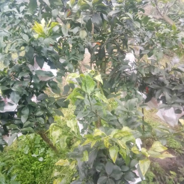 爱媛38号果冻橙《套袋果》