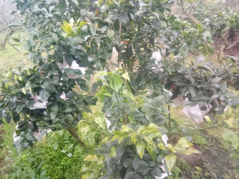 爱媛38号果冻橙《套袋果》