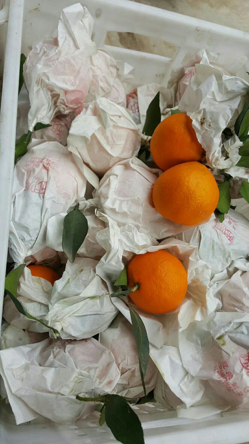 爱媛38号果冻橙《套袋果》