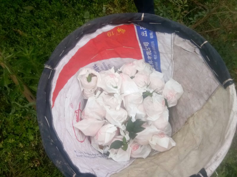 爱媛38号果冻橙《套袋果》