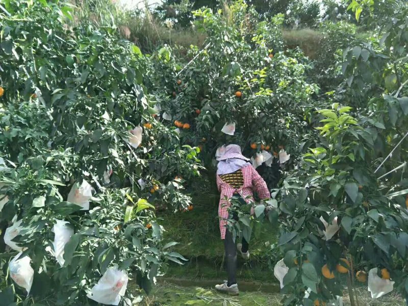 爱媛38号果冻橙《套袋果》
