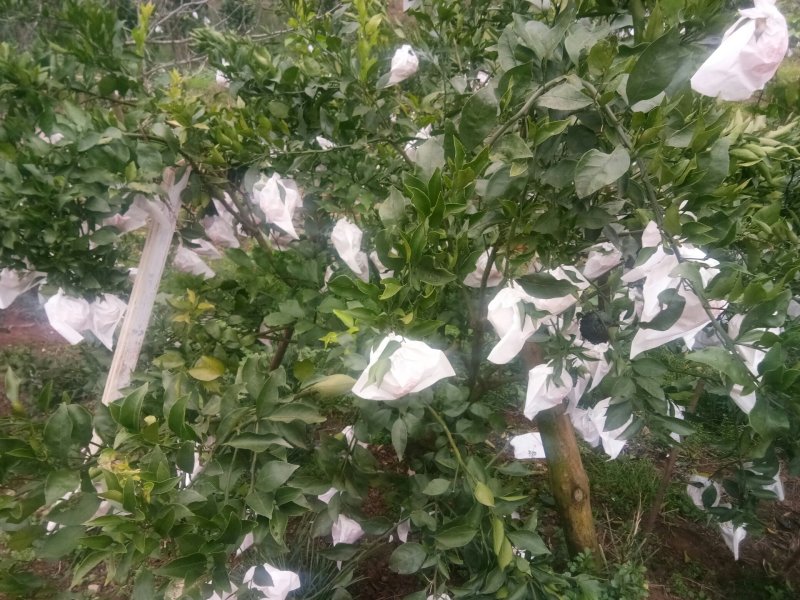 爱媛38号果冻橙《套袋果》
