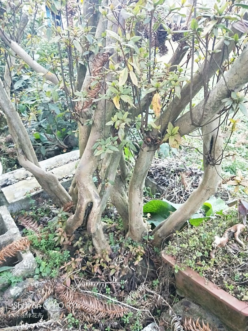 野生映山红。