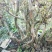 野生映山红。