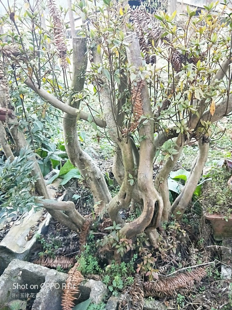 野生映山红。