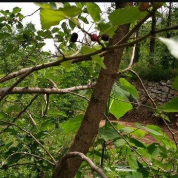 潍坊临朐1450亩种植养殖出租转让27年