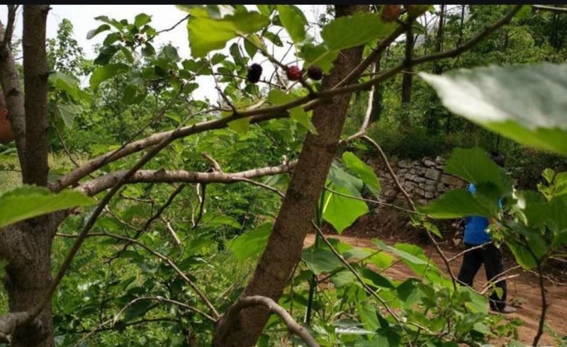 潍坊临朐1450亩种植养殖出租转让27年