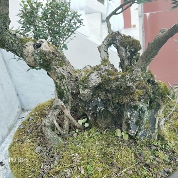黄杨