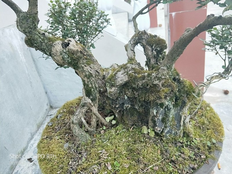 黄杨