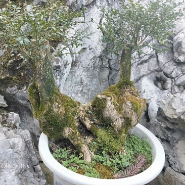 小叶黄杨