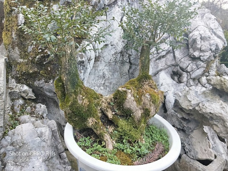 小叶黄杨