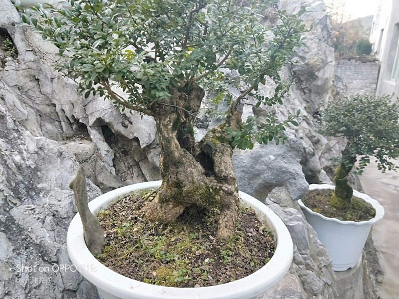 小叶黄杨