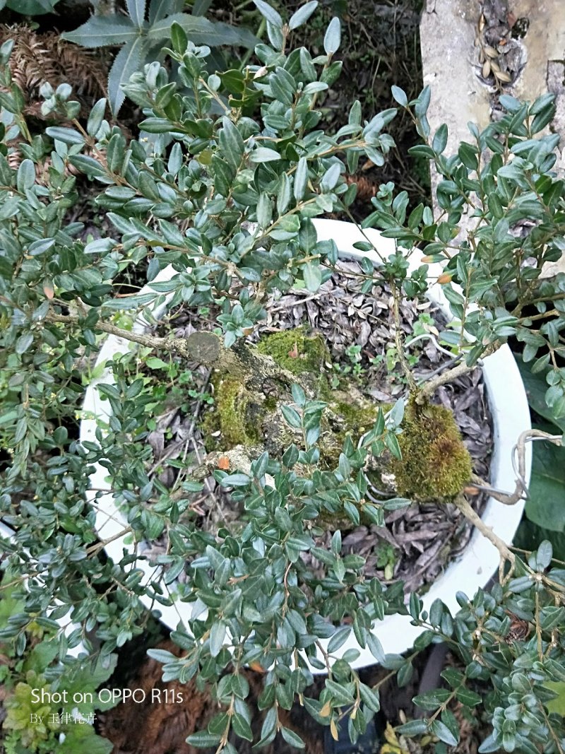 野生黄杨，