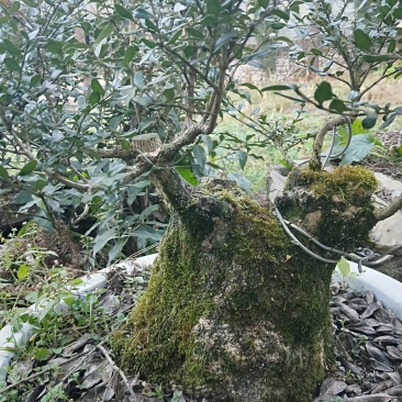 野生黄杨，