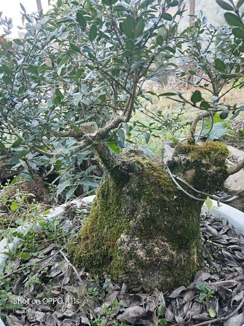 野生黄杨，