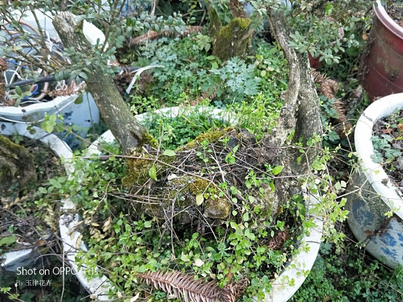 野生黄杨，