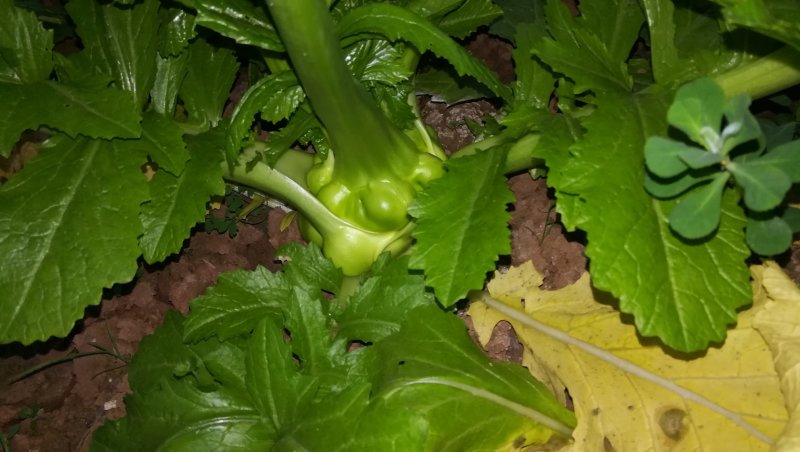 四川资阳产地出售榨菜，欢迎大家选购………