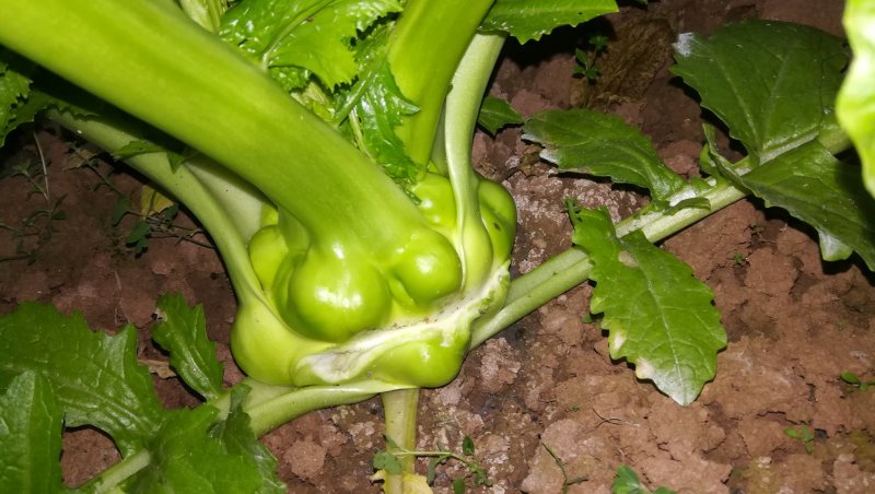 四川资阳产地出售榨菜，欢迎大家选购………