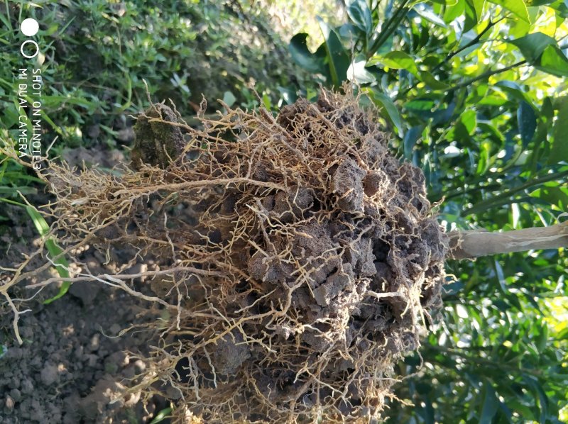 无核沃柑苗脱毒苗提供种植技术