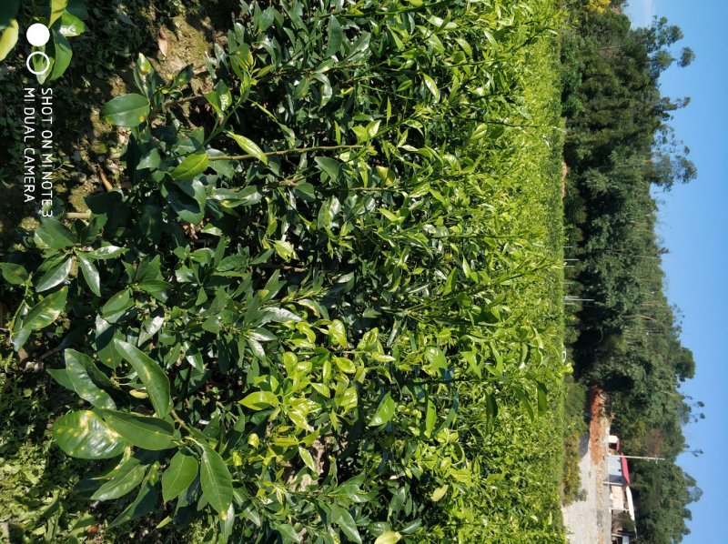 无核沃柑苗脱毒苗提供种植技术