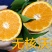 无核沃柑苗脱毒苗提供种植技术