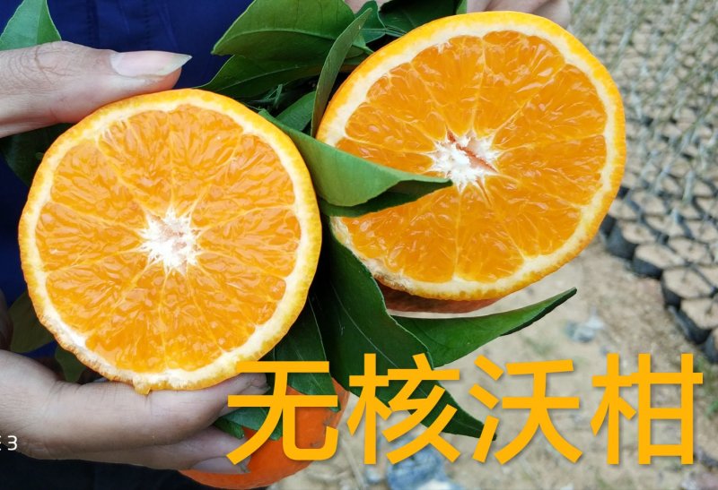 无核沃柑苗脱毒苗提供种植技术
