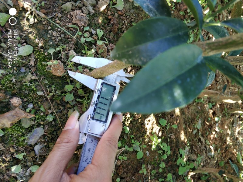 091无核沃柑苗优良品种