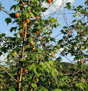 药材覆盆子高档水果掌叶覆盆子红树莓苗