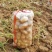 定州蔬菜基地，沃土，荷兰土豆大量出售欢迎新老客户前来收购