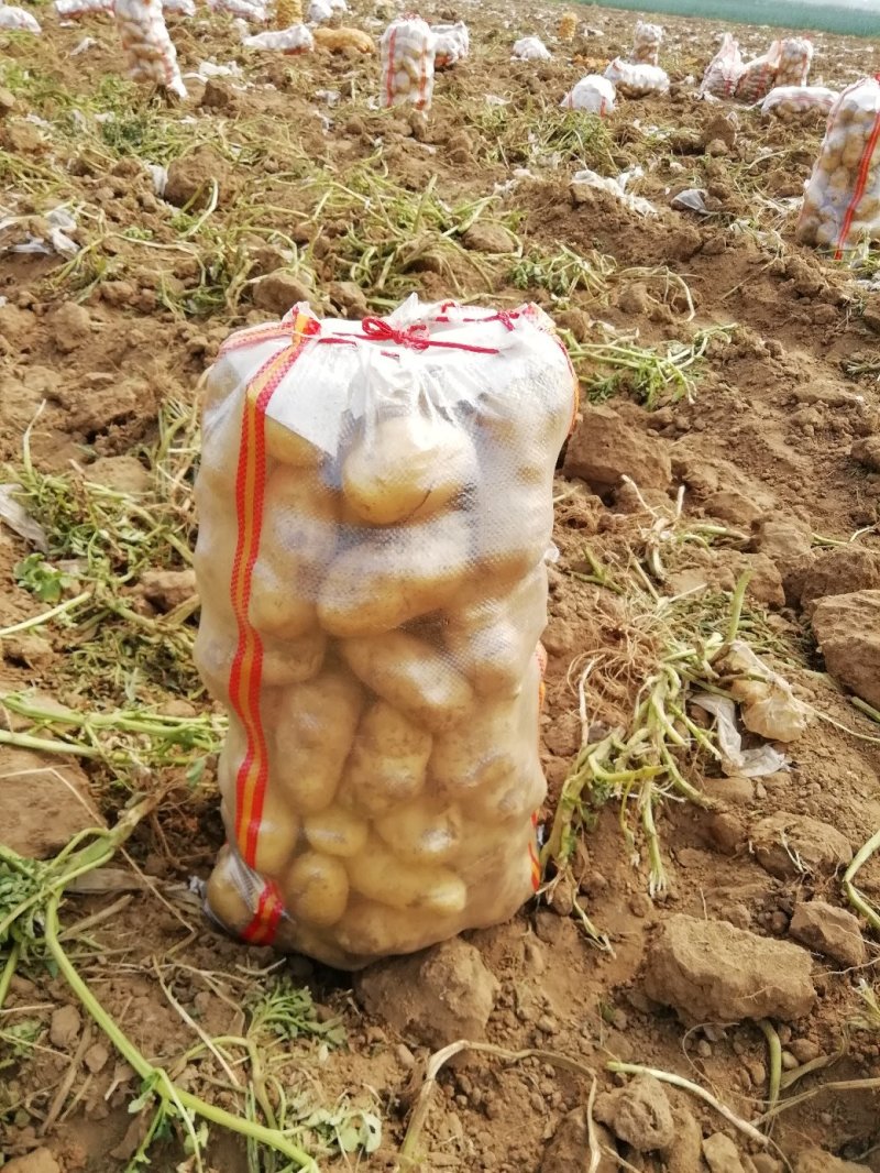 定州蔬菜基地，沃土，荷兰土豆大量出售欢迎新老客户前来收购